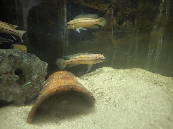 Chalinochromis spec. bifrenatus South Wampembe