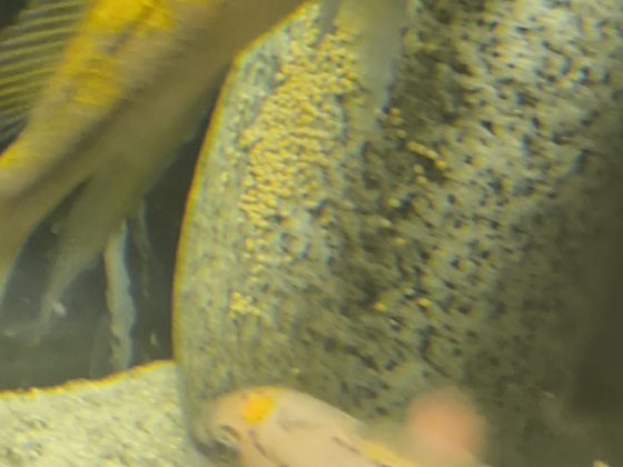 Gelege vom Chalinochromis spec. bifrenatus South Wampembe