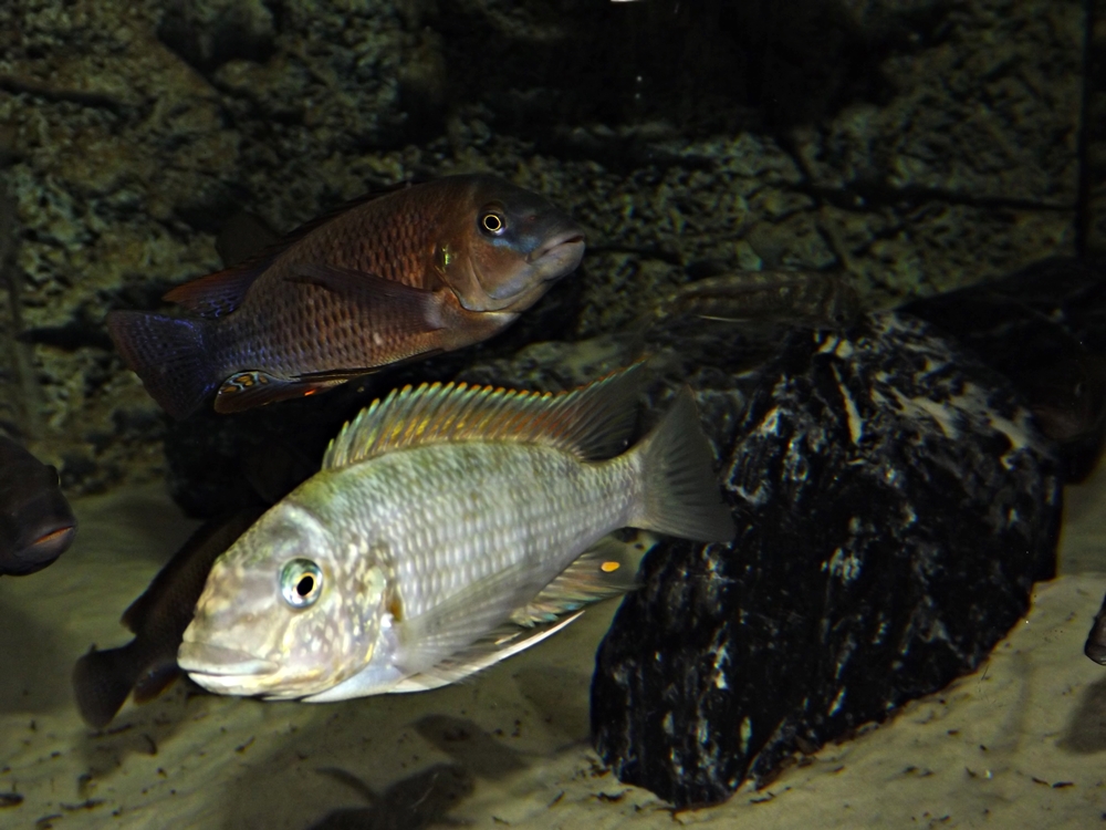Petrochromis famula und polyodon