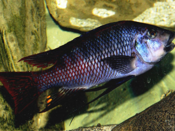 Petrochromis red fin Longola