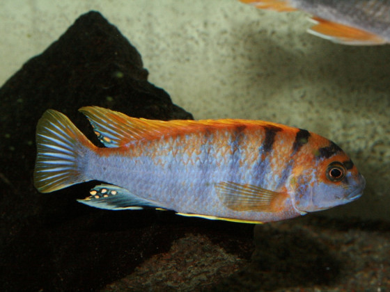 Labidochromis sp. „hongi“
