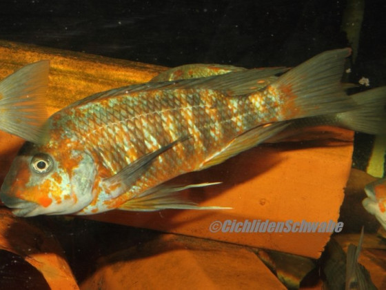 Petrochromis polyodon kazumbe orange