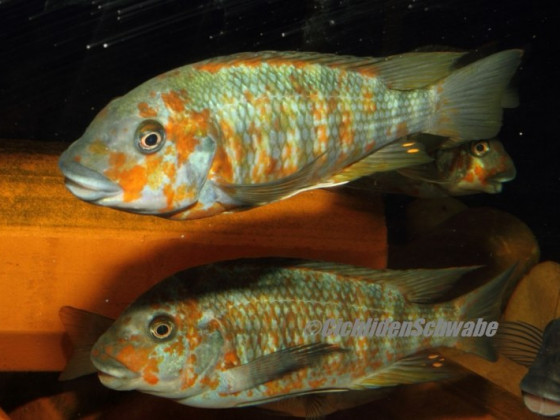 Petrochromis polyodon kazumbe orange