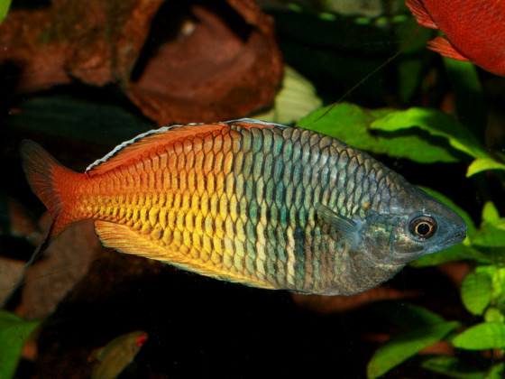 Boesemans Regenbogenfisch