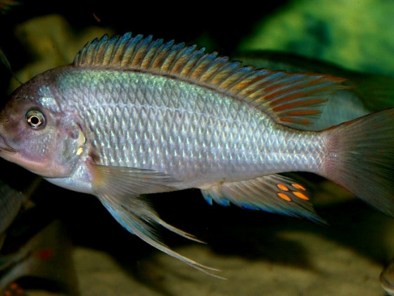 Petrochromis Texas Ubwari Red Fin