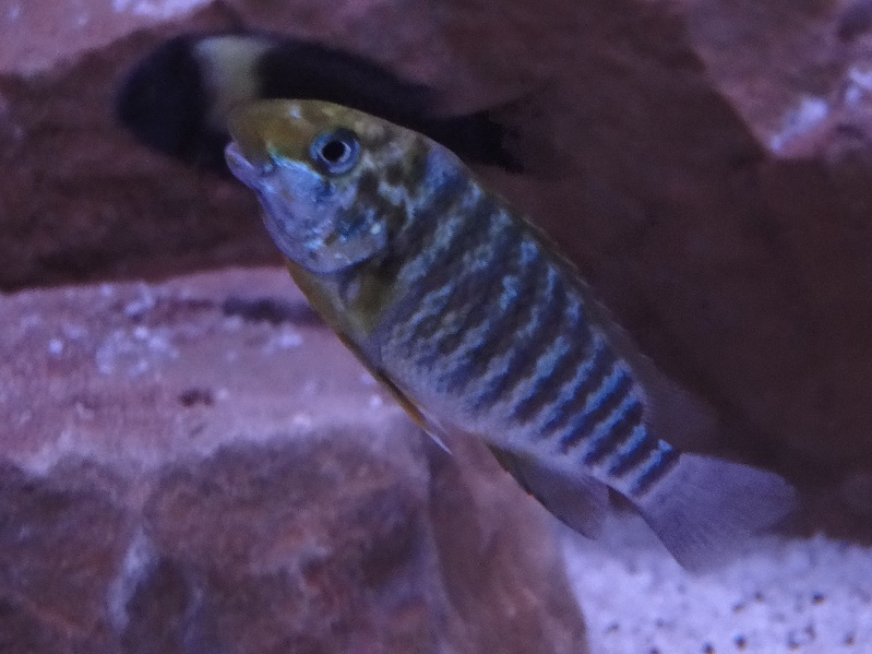 Petrochromis macrognathus namansi