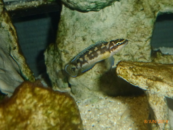 Julidochromis transcriptus pemba