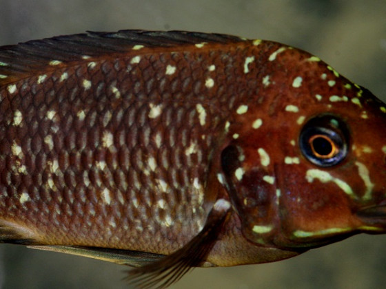 Petrochromis trewavasae moliro Congo