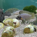 25-05-21 - A. sp. shell sumbu - M Nr. 2 - Fotostrecke 10