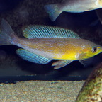 Cyprichromis microlepidotos Mboko