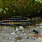 Fischbabies - Julidochromis ornatus