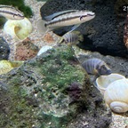 25-05-21 - Friedliche Koexistenz