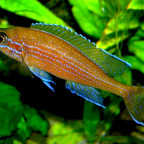 3 männlicher Paracyprichromis n. blue neon 08062014
