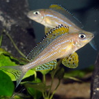 Xenotilapia papilio Kanoni