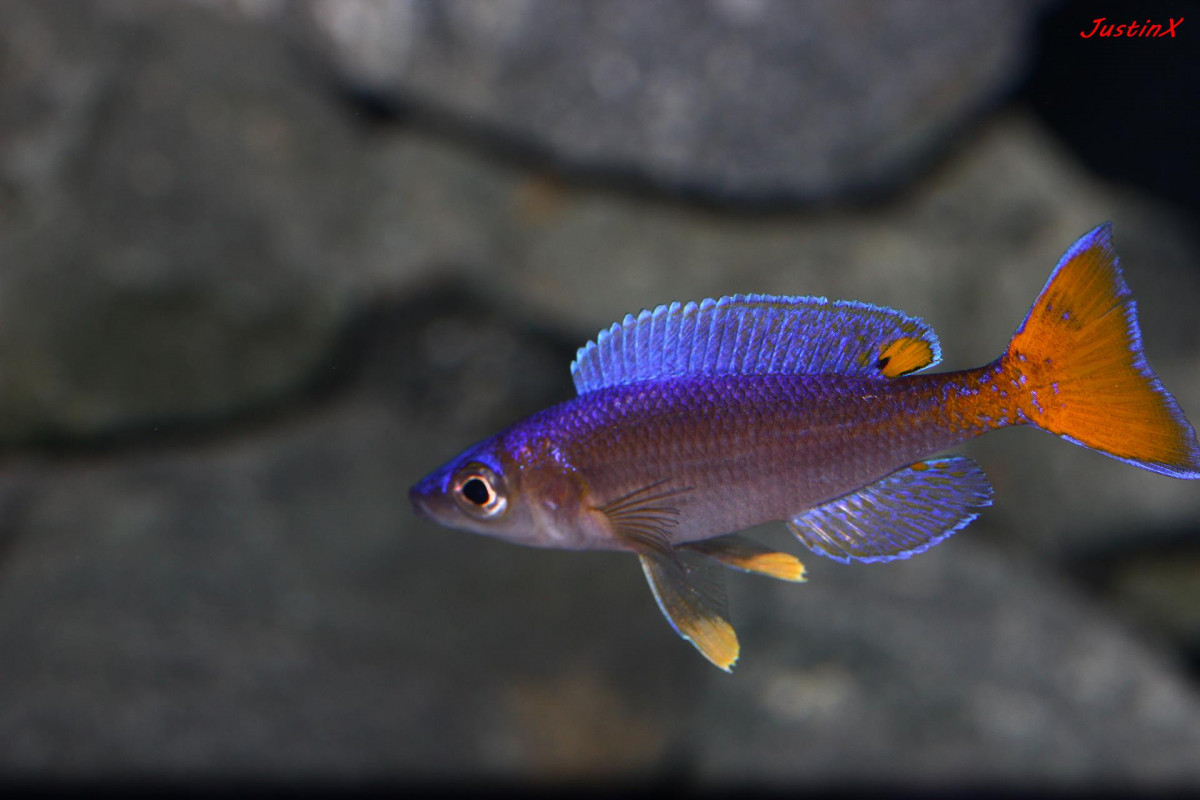 cyprichromis leptosoma utinta fluorescent - Tanganjika Cichliden Forum