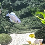 2 Minuten juveniler Balzversuche