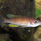 Cyprichromis pavo Mvuna