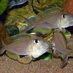 Xenotilapia boulengeri Isanga