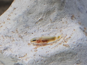 Altolamprologus compressiceps red fin Baby