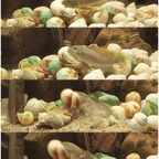 Der Kraftprotz Lamprologus callipterus