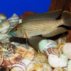 Lamprologus callipterus