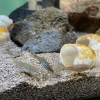 Vollgefressen und trotzdem noch auf Futtersuche