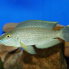 Lamprologus callipterus