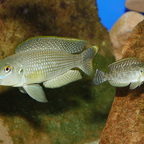 Lamprologus callipterus