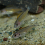Triglachromis otostigma - 2 cm großer Nachwuchs