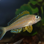 Xenotilapia papilio Kanoni