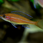 2 weiblicher Paracyprichromis n. blue neon 24042014