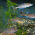 Paracyprichromis nigripinnis Mvuna