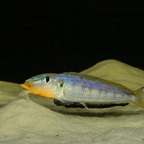 Enantiopus sp. "kilesa"