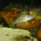 Xenotilapia papilio Kanoni