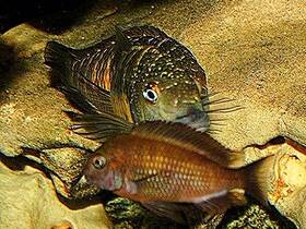 Tropheus Kalambo und Tropheus Red Belly