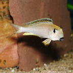 Xenotilapia boulengeri Männchen
