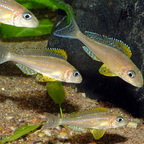 Xenotilapia papilio Kanoni