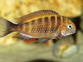 Tropheus Red Belly