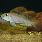 Xenotilapia boulengeri