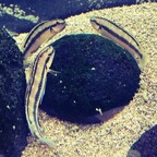 Telmatochromis-vittatus-shell-Reigen