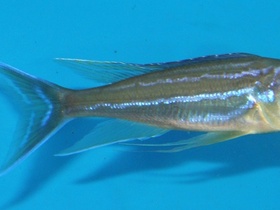 Benthochromis tricoti Burundi
