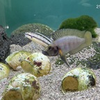 25-05-21 - A. sp. shell sumbu - M Nr. 2 - Fotostrecke 09