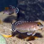 Neolamprologus ornatipinnis  Burton Bay