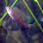 Paracyprichromis brieni Luagala Point (Mahale NP) WF