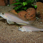 Xenotilapia boulengeri
