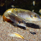 Neolamprologus speciosus Kizike