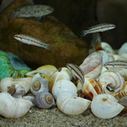 Telmatochromis vittatus shell
