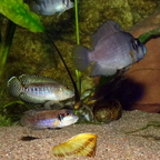 Neolamprologus speziosus Kizike verteidigen ihr Gelege