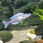 2 Minuten juveniler Balzversuche