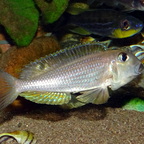Xenotilapia boulengeri Isanga